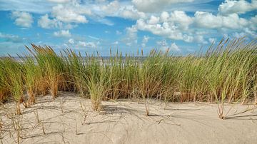 Düne mit Strandhafer mit Blick auf die Nordsee von eric van der eijk