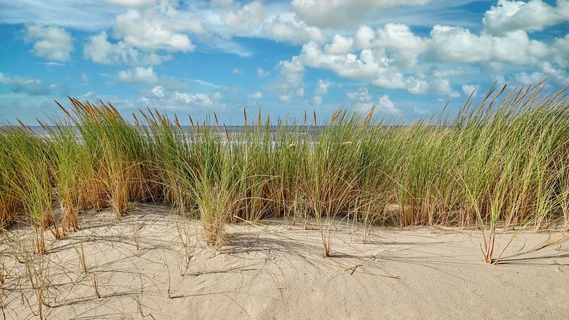 dune with marram grass overlooking the North Sea by eric van der eijk