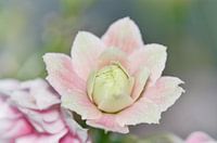 Lovely flower