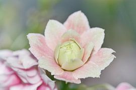 Lovely flower by Kim Hiddink