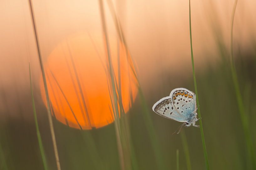 Sleeping butterfly par Douwe Schut