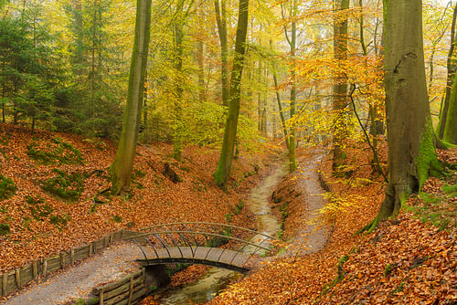 Wooden bridge over a forest stream