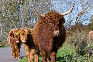 Schottisches Highlander-Kalb mit Mutter