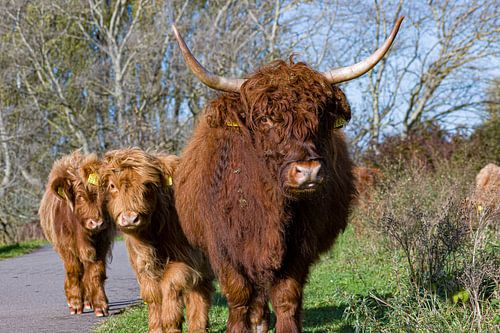 Schotse hooglander kalfjes met moeder