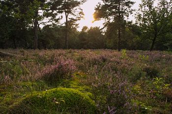 Mos heuveltje met heide
