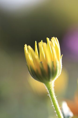 Bud Marguerite sur Augenblicke im Bild