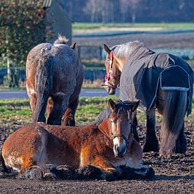 Belgisch trekpaard van Pieter van Marion