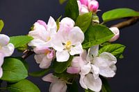 Blühende Blüte
