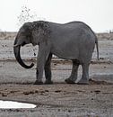 Elephant cooling off at a waterhole in Namibia, Africa by Patrick Groß thumbnail