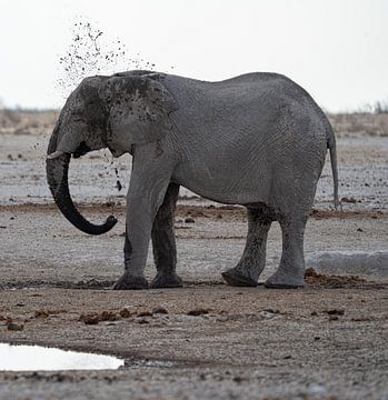 Olifant koelt af bij een waterpoel in Namibië, Afrika van Patrick Groß