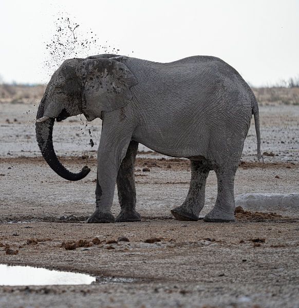 Elephant cooling off at a waterhole in Namibia, Africa by Patrick Groß