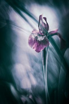 Lily by Tanja Tarras