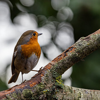 Robin im Rampenlicht