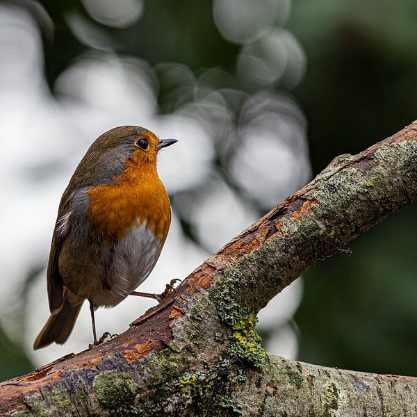 Robin in spotlight by Huub de Bresser