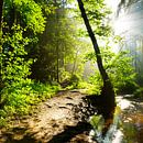Sonnenaufgang im Wald van Günter Albers thumbnail