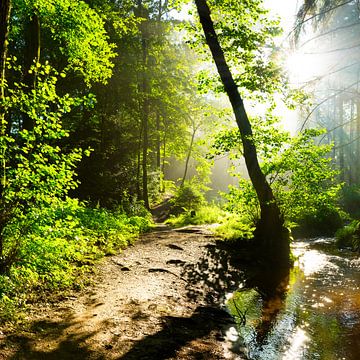 Sonnenaufgang im Wald von Günter Albers