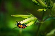 Roter Käfer von Esther's Photos Miniaturansicht
