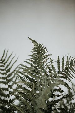 Feuilles de fougère minimalistes pour mur blanc | Amersfoort, Pays-Bas