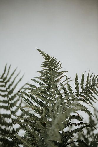 Minimalist fern leaves for white wall | Amersfoort, Netherlands