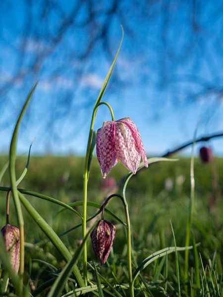 Wildkiebitz von snippefotografie
