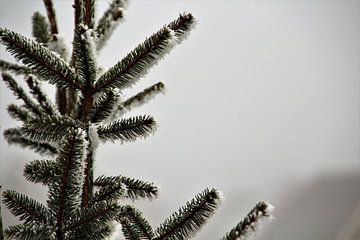 Witte kerst van Marije Zwart