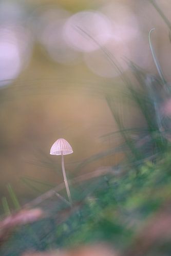 Kleine paddenstoel in mystieke sfeer