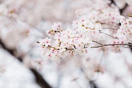 Witte kersenbloesem von Schram Fotografie