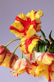 Picturesque parrot tulips