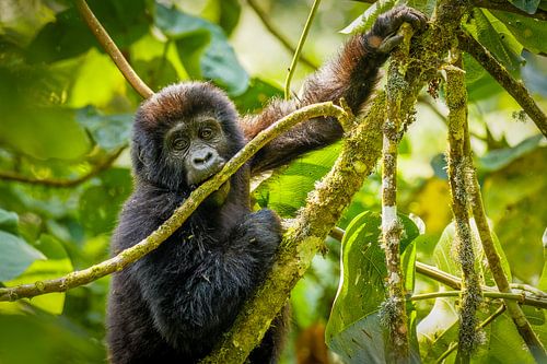 Een schattige baby berggorilla.
