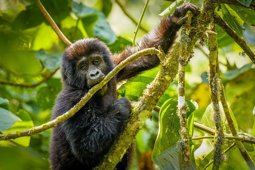 Un bébé gorille de montagne. par Gunter Nuyts