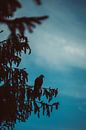 Silhouet van een roofvolgel in een boom van Veri Gutte thumbnail