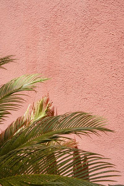Feuilles de palmier sur rose - Photographie de voyage du sud de la France par Henrike Schenk