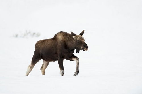 Moose ( Alces alces ), walking though deep snow, winter, Yellowstone NP, Wyoming,  USA, North Americ