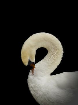 Swan by Bianca  Hinnen