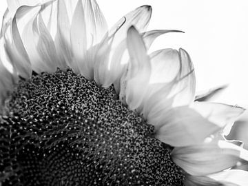 Details of a Sunflower in Black and White by Art By Dominic