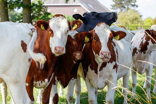 Nieuwsgierige koeien in de wei