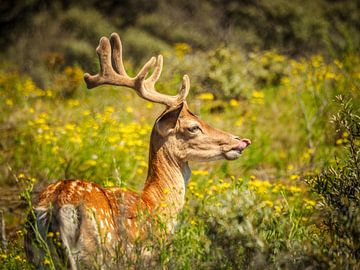 Fallow deer by Kayleigh Heppener
