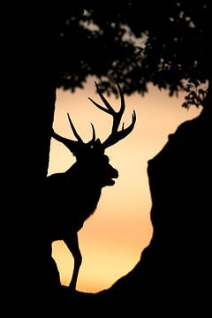 Red Deer (Cervus elaphus) rutting at dawn von AGAMI Photo Agency