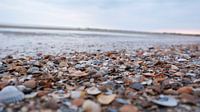 Muscheln Meer