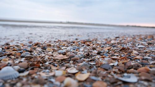 Muscheln Meer