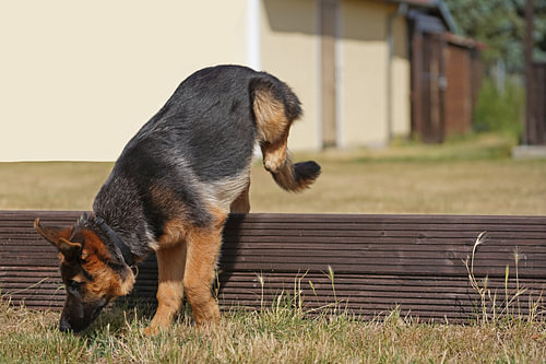 Schapenhond (puppy) op het honden trainingsveld