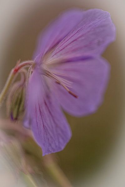 Fleur par Ron Kleinjans