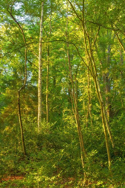 Zonsopkomst in het bos (Groningen- Nederland) van Marcel Kerdijk