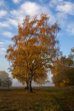 Birke im Oktober