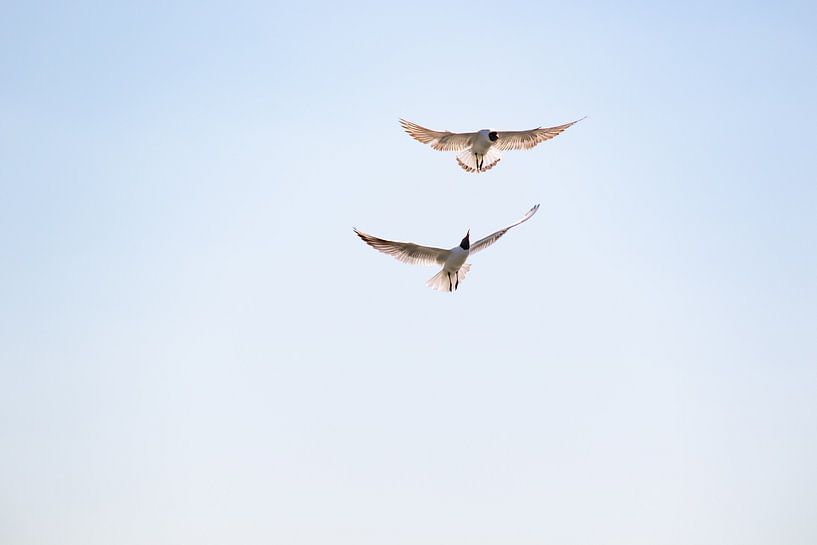 Ruzie tussen twee kokmeeuwen 2 van Anne Ponsen