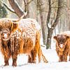 Portret van een Schotse Hooglander koe en kalf in de sneeuw tijdens de winter van Sjoerd van der Wal