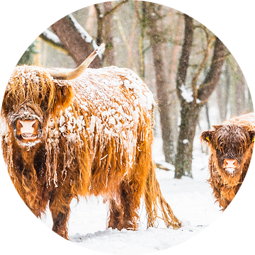 Portret van een Schotse Hooglander koe en kalf in de sneeuw tijdens de winter van Sjoerd van der Wal Fotografie