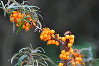 Sea buckthorn