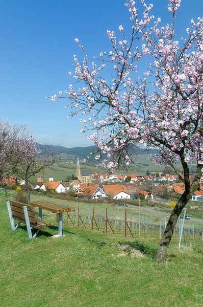 Mandelblüte im Frühling von Peter Eckert
