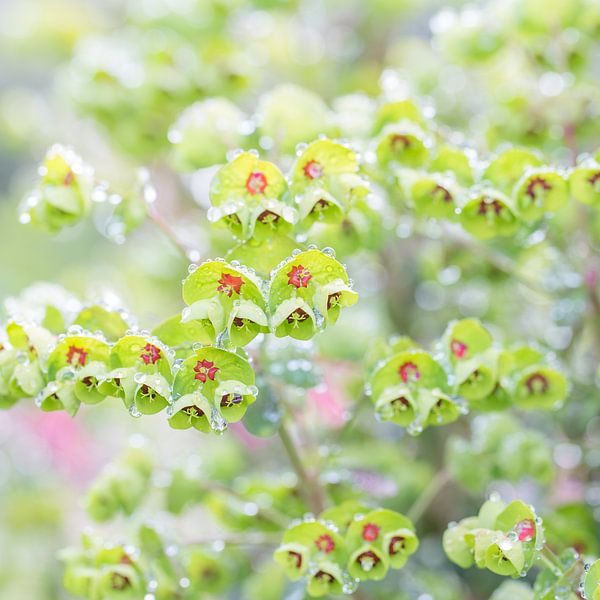 SPARKLING GREEN WALL by Manon Visser